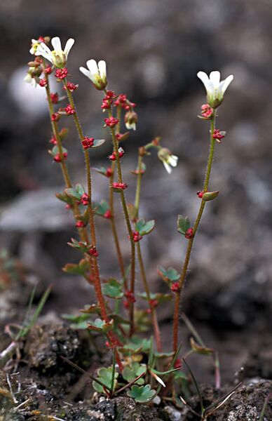 ملف:Saxifraga cernua Dropingsaxifrage-1.jpg