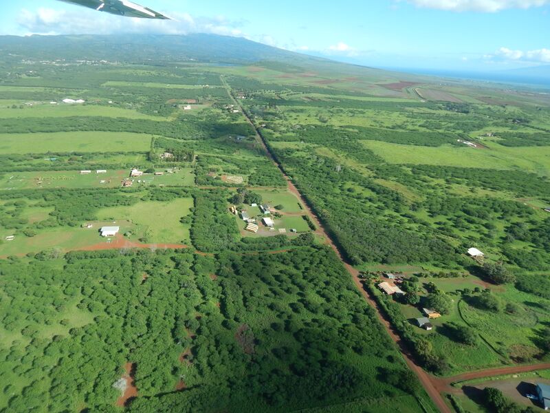 ملف:Starr-141025-2538-Leucaena leucocephala-aerial view-Hoolehua-Molokai (24880224999).jpg