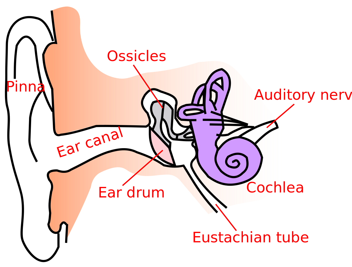 ملفEaranatomytextsmallen.svg المعرفة