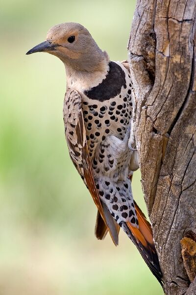 ملف:Northern Flicker.jpg