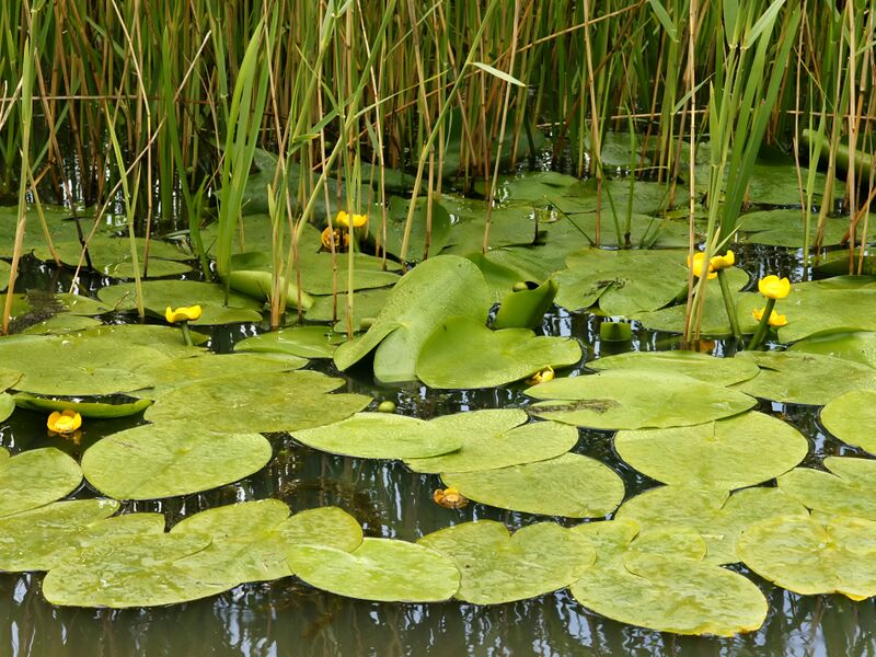 ملف:Nuphar lutea (habitus).jpg