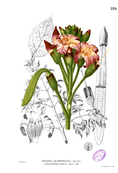 ملف:Oroxylum indicum Blanco1.219.png