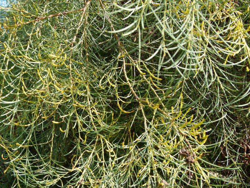 ملف:Acacia calamifolia.JPG