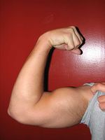 Flexed arm in the pronated position (left); with the biceps partially contracted and in a supinated position with the biceps more fully contracted, approaching minimum length (right.)