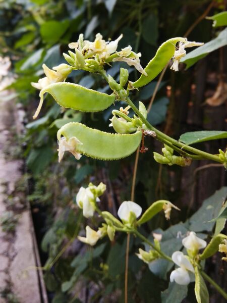 ملف:Arya.komak.bulak lor.2019.0.jpg