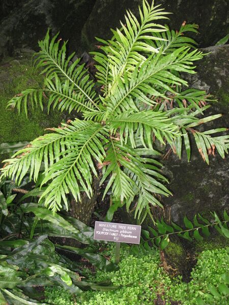 ملف:Blechnum gibbum (Washington DC).jpg