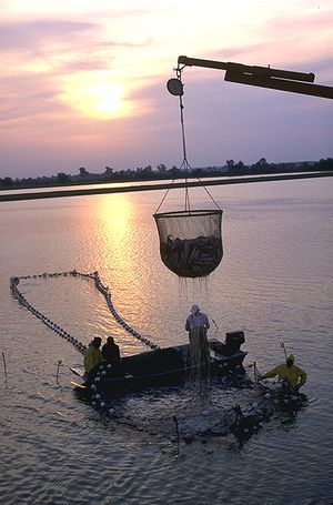 Photo of dripping, cup-shaped net, approximately 6 feet (1.8 m) in diameter and equally tall, half full of fish, suspended from crane boom, with 4 workers on and around larger, ring-shaped structure in water