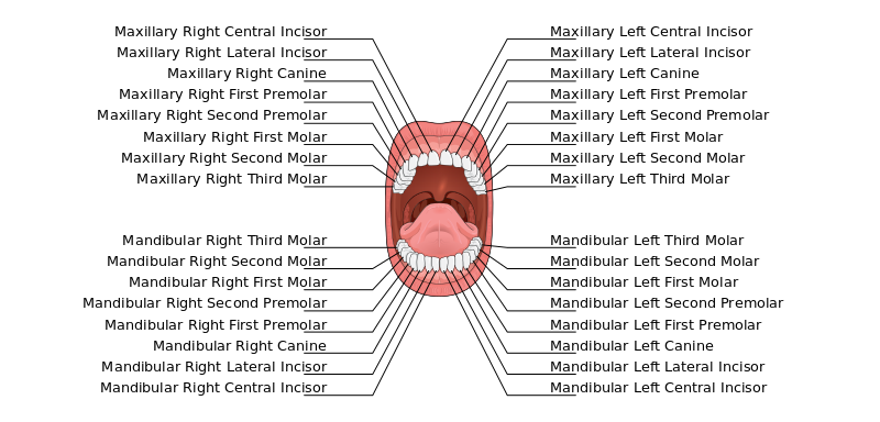 ملف:Permanent teeth names.svg