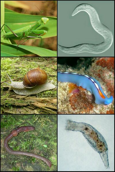 ملف:Protostomia2.jpg