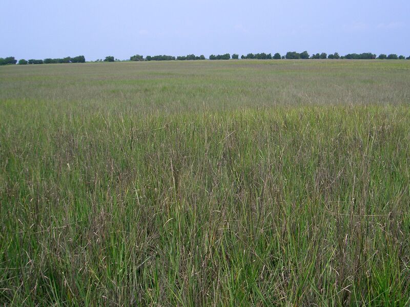 ملف:Salt marsh.jpg