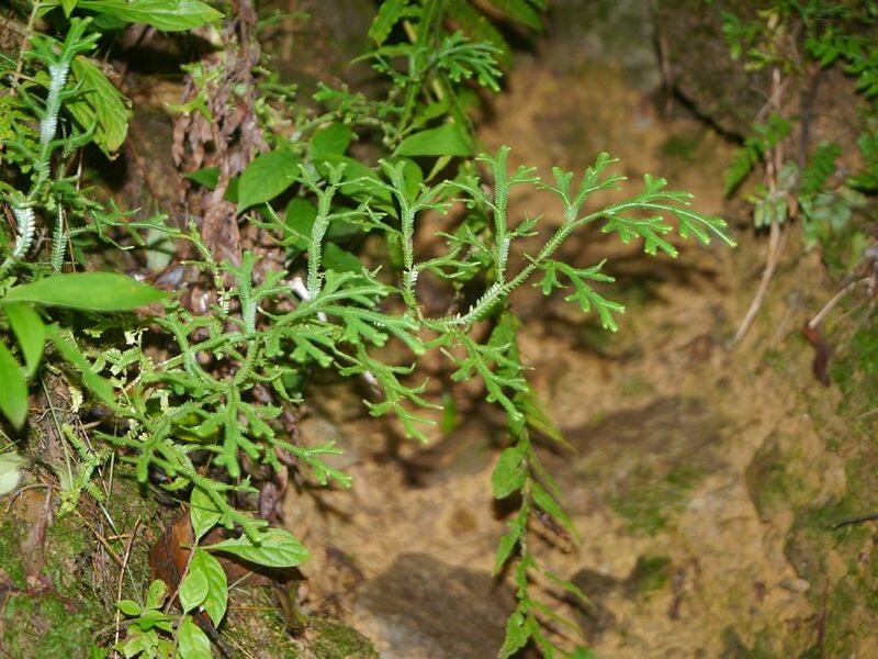 ملف:Selaginella doederleinii onikuramagk01.jpg
