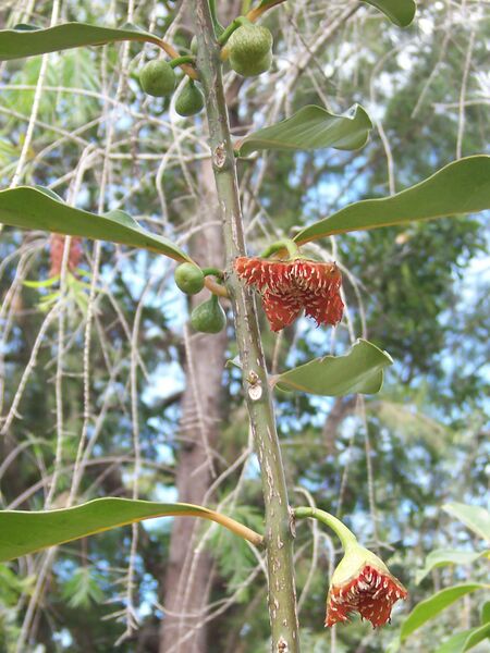 ملف:Tambourissa elliptica maleflowers 02.JPG