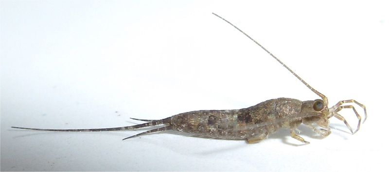 ملف:Archaeognatha.jpg