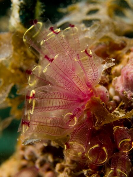 ملف:Clavelina picta (Painted Tunicate).jpg
