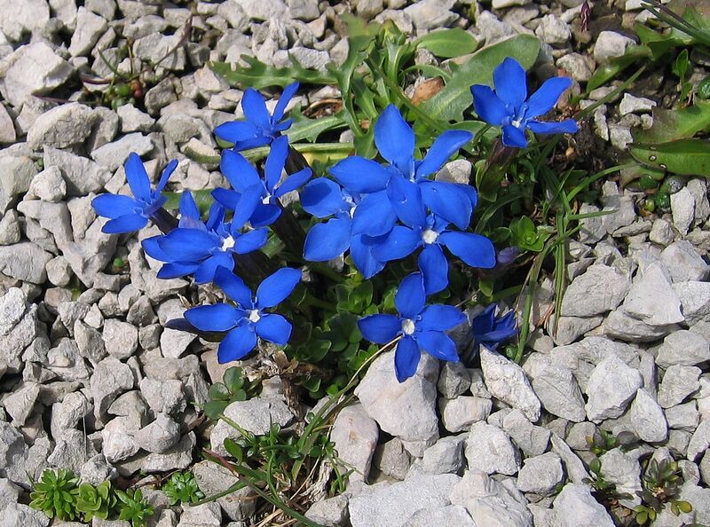 ملف:Gentiana orbicularis.jpg