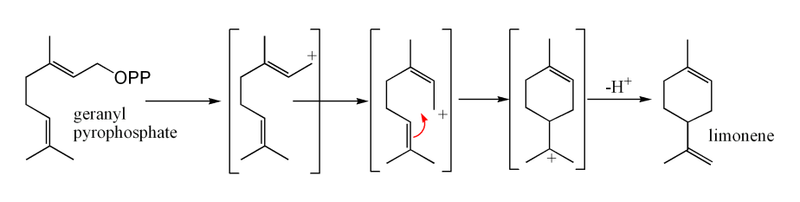 ملف:LimoneneBiosynthesis.png