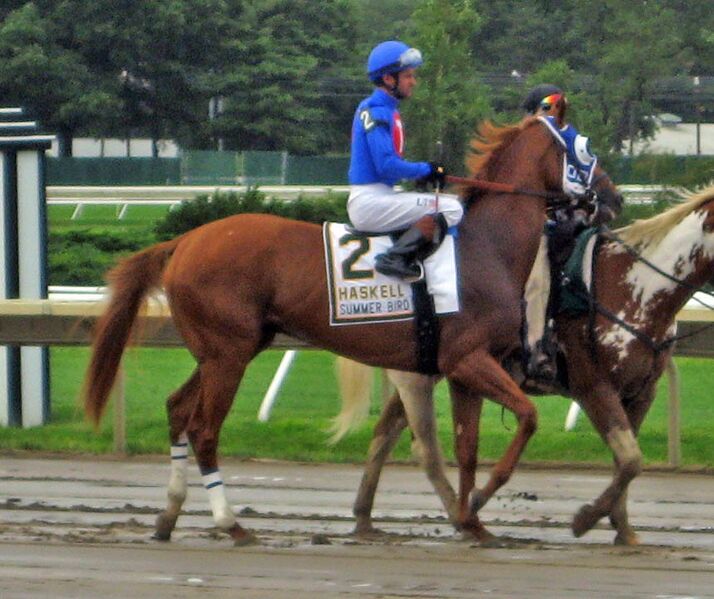 ملف:Summer Bird Haskell.jpg