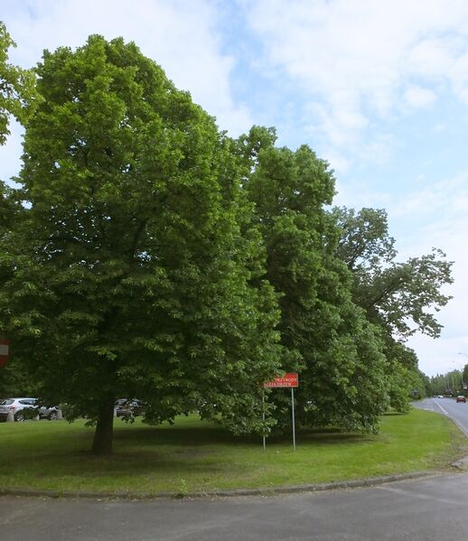 ملف:Aleja lipowa na żwirkach.JPG