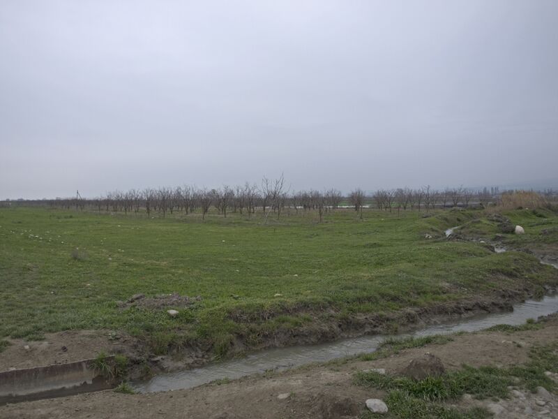 ملف:Orchards in Shabran Rayon.jpg