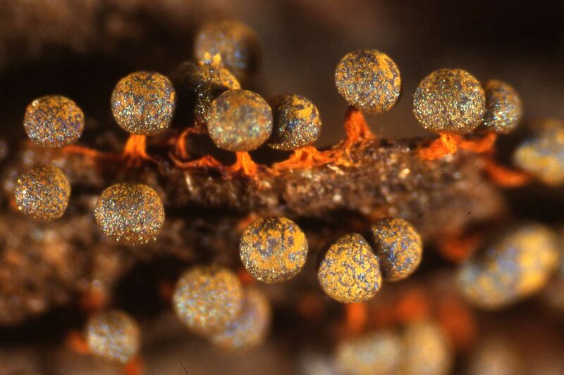 ملف:Physarum psittacinum124.jpg