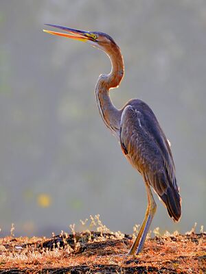 Purple heron (Ardea purpurea) by Shantanu Kuveskar.jpg