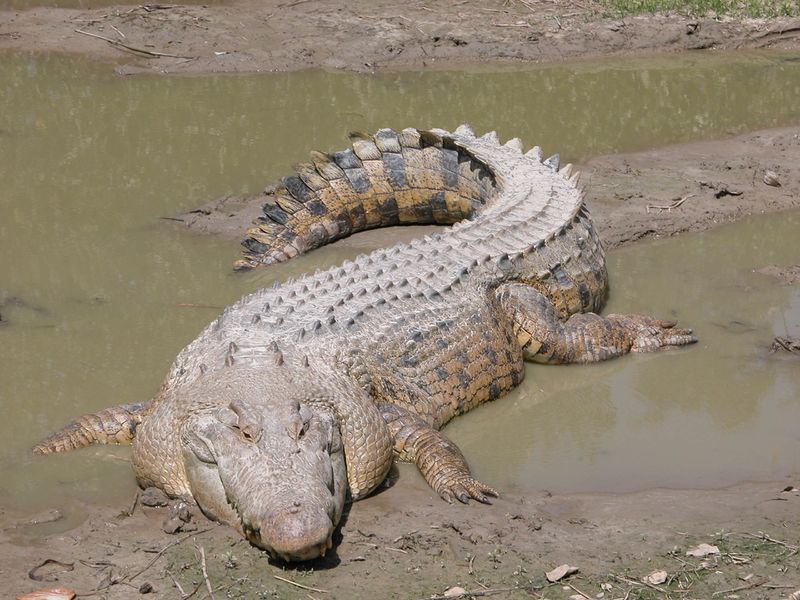ملف:SaltwaterCrocodile('Maximo').jpg
