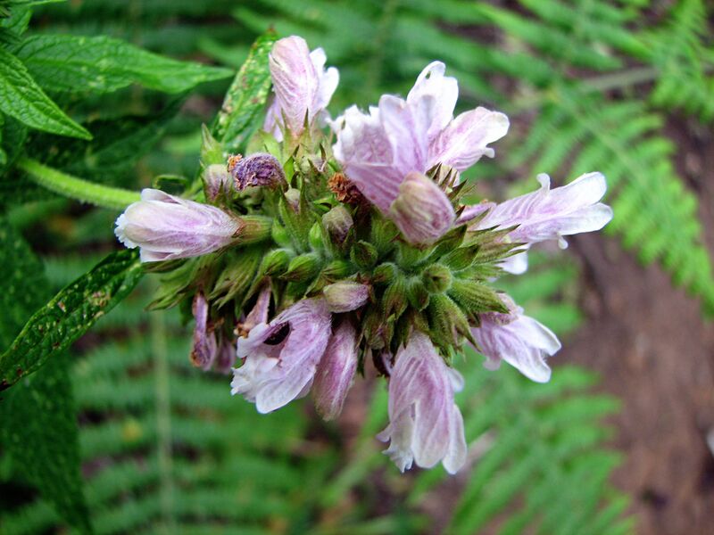 ملف:Algaritofe (Cedronella canariensis).JPG