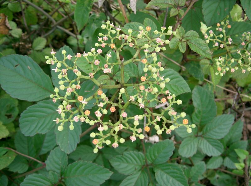 ملف:Cayratia japonica2.jpg