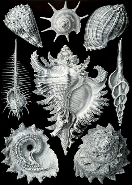 ملف:Haeckel Prosobranchia.jpg