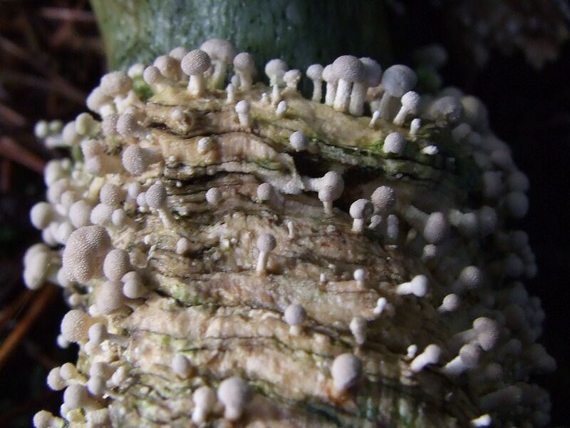 ملف:Onygena equina.JPG