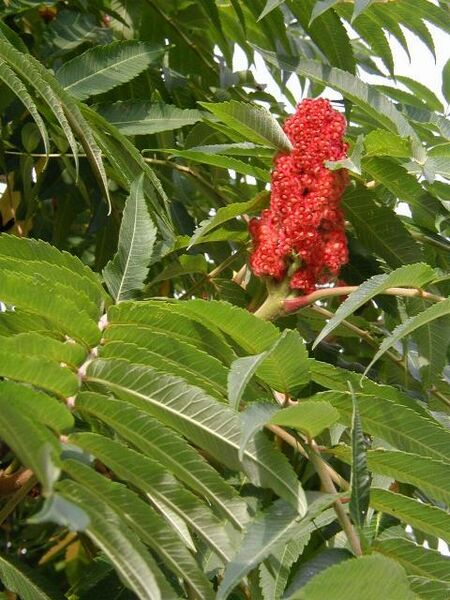 ملف:Rhus-typhina.JPG