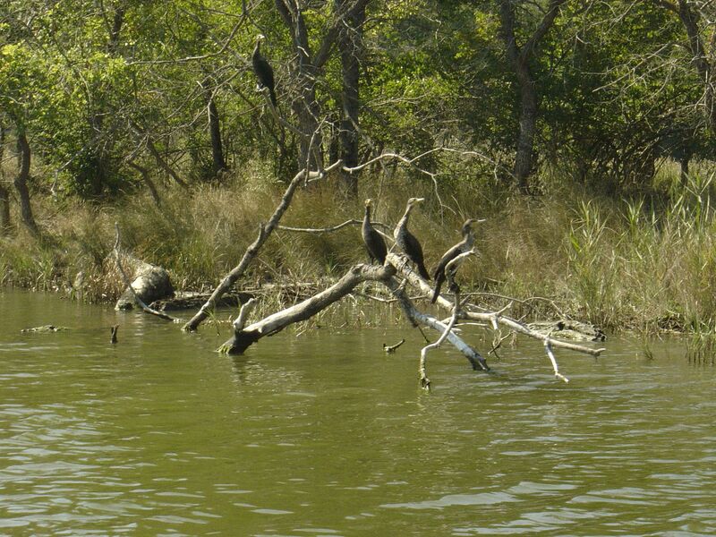 ملف:Ropotamo Kormoran.JPG