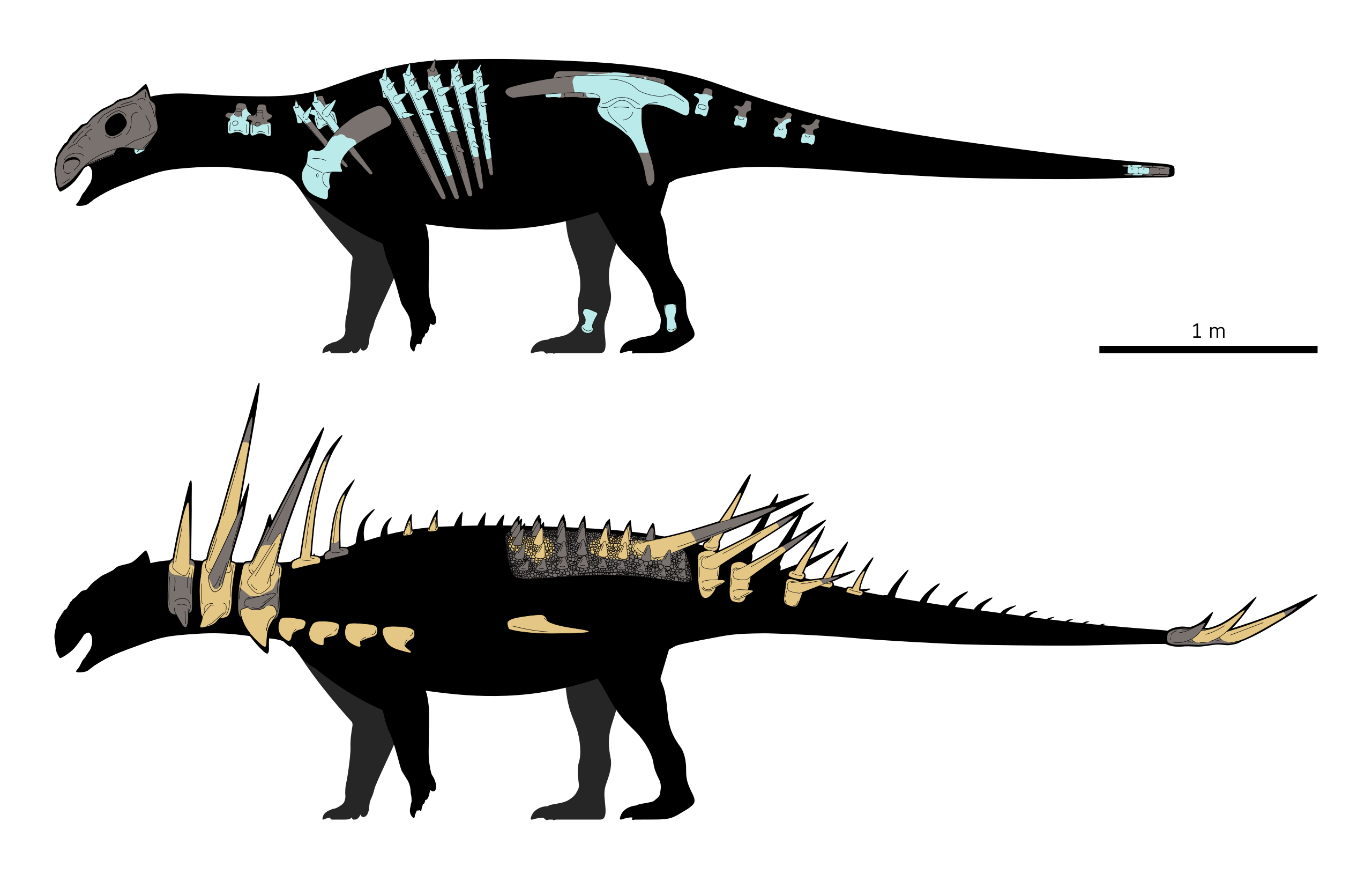 ملف:Spicomellus Skeletal (separate skeleton and osteoderms).svg - المعرفة