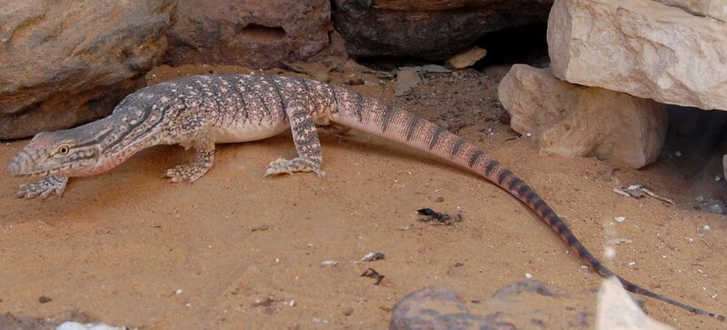 ملف:Varanus griseus.JPG