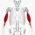 Position of biceps (shown in red).