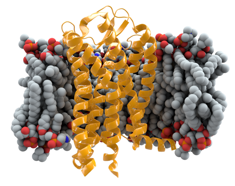 ملف:CCR5+membrane1.png