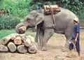 الفيلة المدربة تُستخدم في نقل جذوع الأخشاب في كثير من الدول الآسيوية، مثل الفيل الهندي أعلاه.