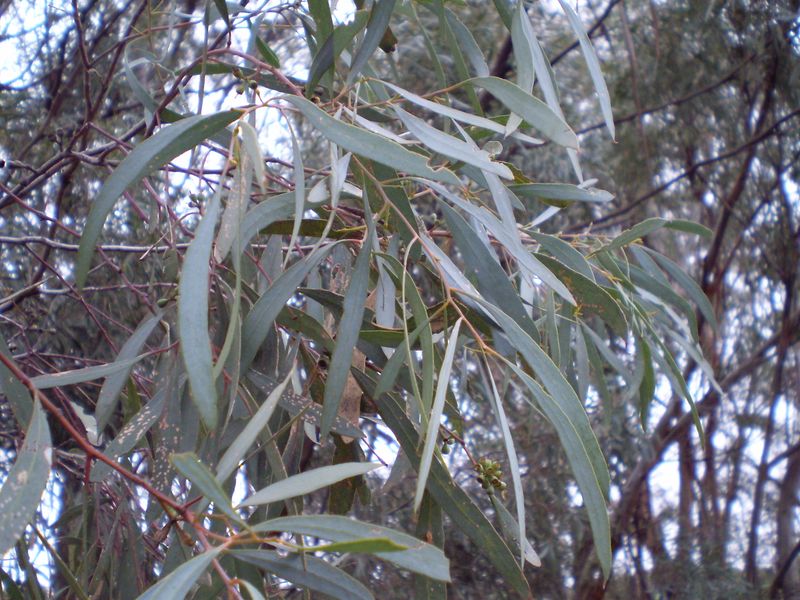 ملف:Eucalyptus polybractea leaf.JPG