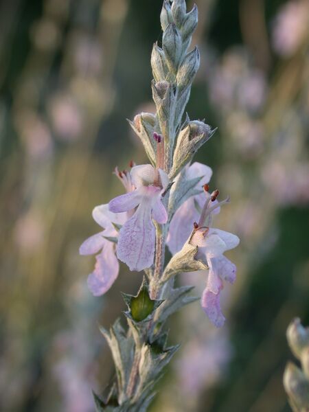 ملف:Teucrium creticum 3.JPG
