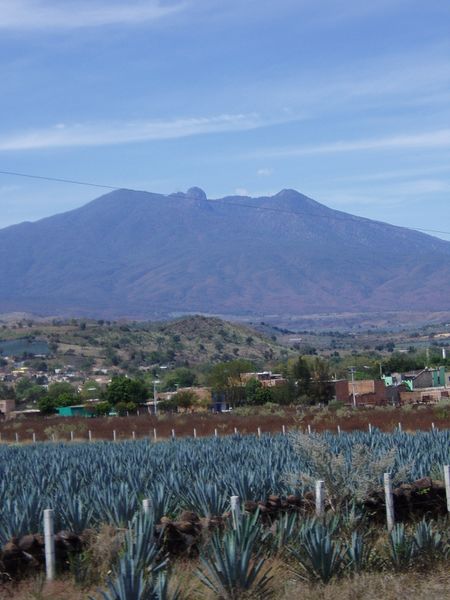 ملف:Agave fields mountain.jpg