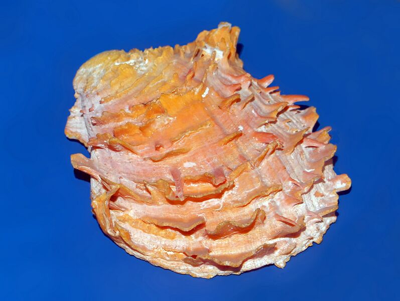 ملف:Chamidae - Chama lazarus.JPG