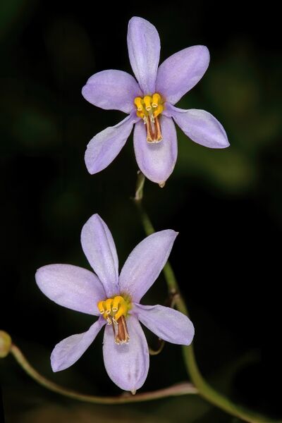 ملف:Cyanella hyacinthoides 1DS-II 1-C3411.jpg