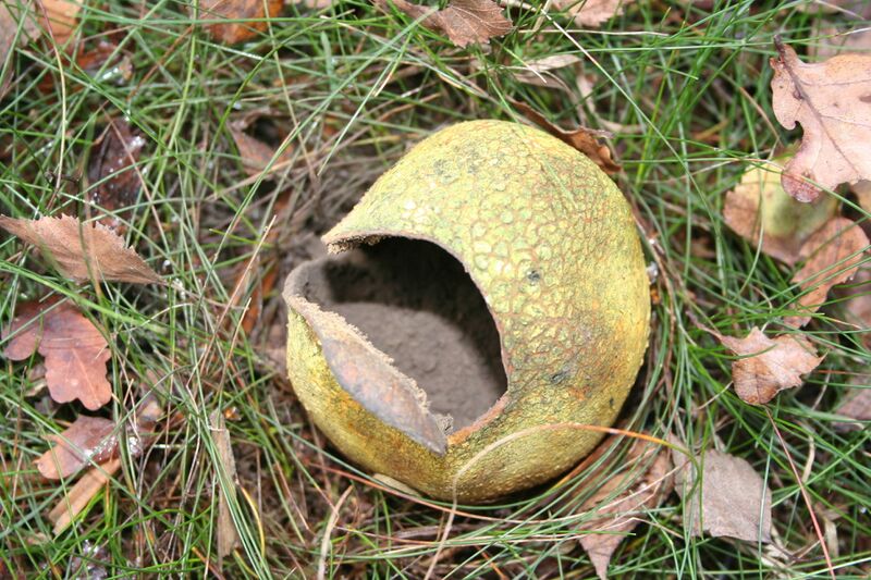 ملف:Scleroderma citrina 051106low.jpg