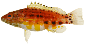 Serranus baldwini - pone.0010676.g060.png