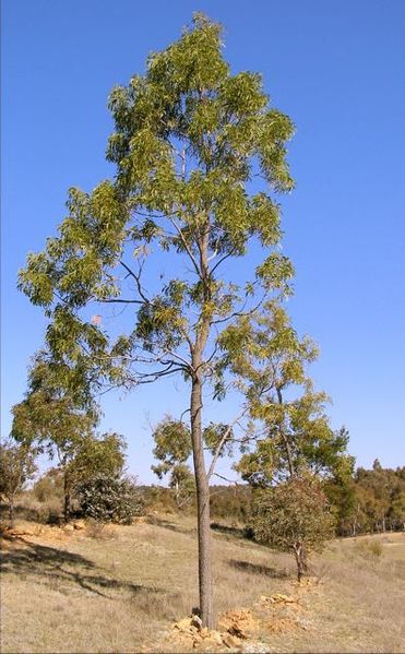 ملف:A.Implexa.jpg
