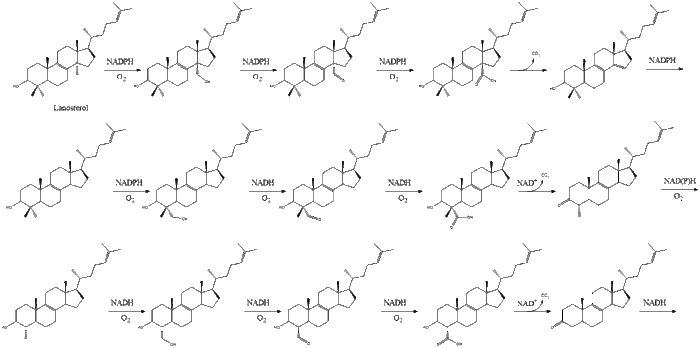 Cholesterol Synthesis 19 step.gif