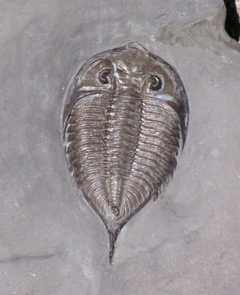 ملف:Dalmanites limulurus trilobite silurian.jpg