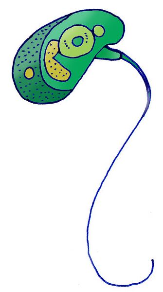 ملف:Esquema Micromonas pusilla.jpg