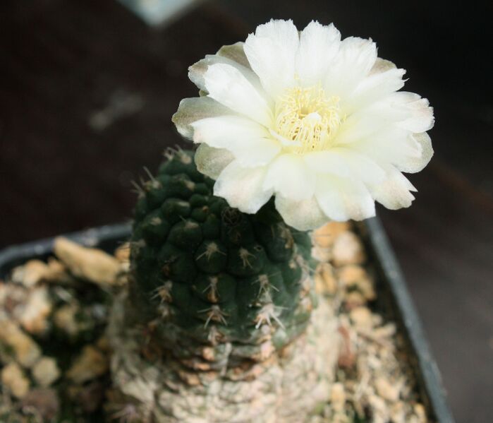 ملف:G.uebelmannianum WR 141.JPG