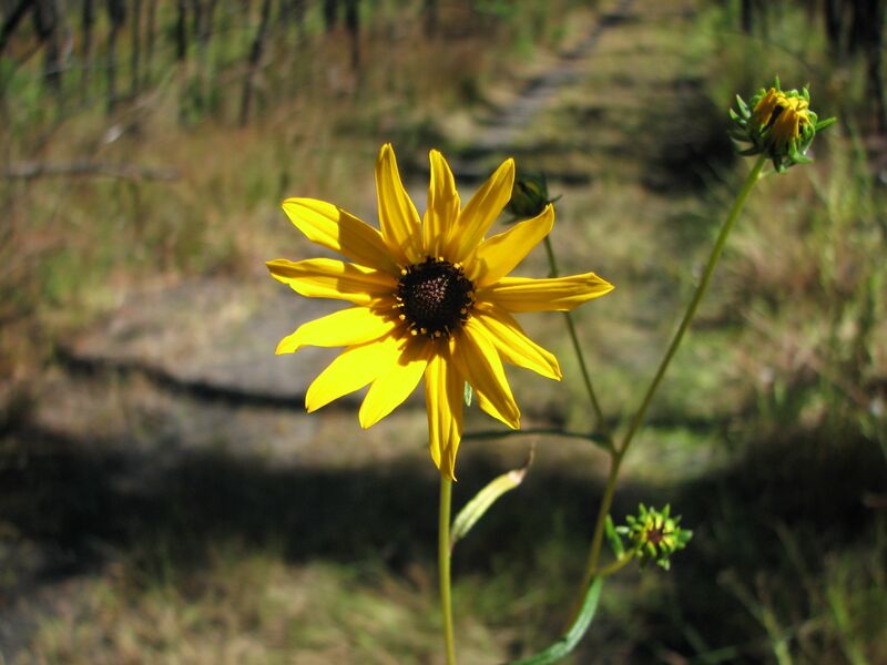 ملف:Helianthus angustifolius.jpeg